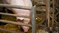 České prase už jenom v zoo. Chovatelé hrozí, že skončí. Maso by tak zmizelo i z jídelníčku