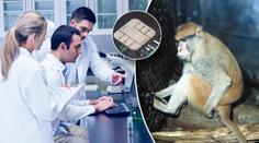 Průlomový objev! Ochrnuté opice naučili přes wi-fi hýbat nohama!