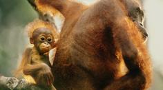 V pražské zoo slaví. Narodilo se tam po 42 letech orangutáně
