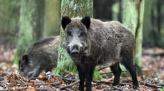Kanci přenáší smrtelnou nemoc! Útočí už i na koně, říká chovatel