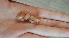 Na východě Čech řádí travič psů, návnady hází lidem přímo do zahrad!