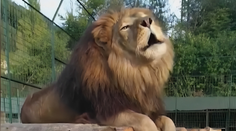 Šelmy z kysucké zoo neútočily poprvé. Utratí ty, které byly u smrti majitele