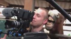 VIDEO: Kůň se zahryzl kameramanovi do ucha