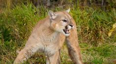 Chlapce v Calabasasu napadla puma, matka se do ní pustila holýma rukama