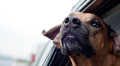 Pozor na cestování s mazlíčky. Je nutné dodržet několik pravidel, varují veterináři