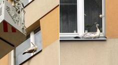 Netradiční zásah hasičů. V Praze chytali uprchlého páva