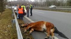 Po silnici pobíhal kůň. Srazil se s kamionem