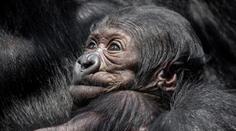 Gorilátko v pražské zoo je samička, raduje se ředitel. Jméno zvolí veřejnost