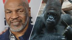 Boxerská legenda šokuje! Tyson se chtěl v ZOO mlátit s gorilou