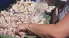 Česnekový festival v Buchlovicích: Návštěvníci soutěžili v plivání stroužku