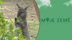 Početná klokaní kolonie. Ve zlínské zoo se narodilo nejméně 11 mláďat