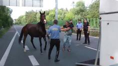 Uprchlý kůň prohnal pardubické strážníky! Museli uzavřít silnici