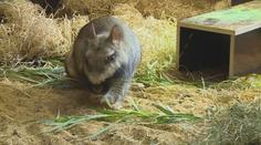 Liberecká zoo má nový přírůstek, je jím vzácný druh obří činčily