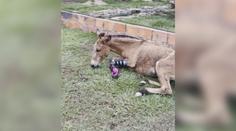 VIDEO: Krásné zvíře šláplo na minu a přišlo o nohu. Teď znovu chodí díky protéze