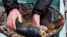 Na velikonoční stůl patří i kapr. Zkusit můžete také vaječný koktejl. RECEPT