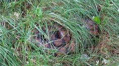 Dvoumetrový had vyděsil ženu v Brně, hledá se jeho majitel
