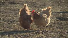 Veterináři odhalili další dvě ohniska ptačí chřipky. Malochovy nechali zlikvidovat