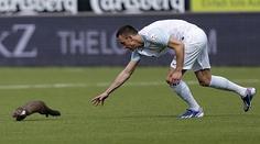 Neuvěřitelné! Na hřiště vběhla kuna a kousla hráče, který ji chytil