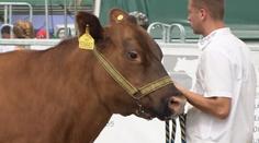 Přehlídka nejkrásnějších českých krav: V Budějovicích vrcholí agrosalon Země živitelka