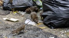 V evropském hlavním městě vypukla epidemie. Situace je vážná