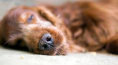 Neopouštějte umírající mazlíčky. Tohle cítí podle veterinářů