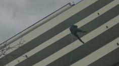 VIDEO: Dva strážníci při akci slanili na balkón. Jeden to zvládl, druhý se sesypal