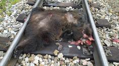 Medvědici na Slovensku přejela tramvaj, jiného medvěda muselo zabít komando