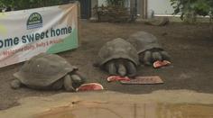 Želvy sloní dostaly v londýnské zoo nový domov. Je dvakrát větší