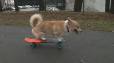 VIDEO: Pejsek Kobis baví internet. Hraje fotbal a jezdí na skateboardu