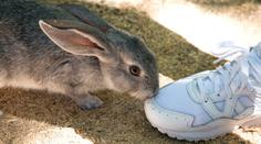 Návštěva zoo se změnila v horor. Školák uškrtil několik zvířat