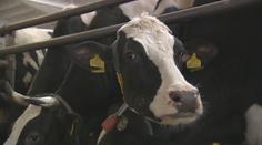 Slovenští veterináři uvolňují opatření proti šíření slintavky. Situace se zlepšuje