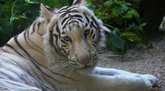 Bílí tygříci opouští libereckou zoo. Krasavci míří do Francie