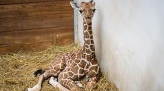 Zoo Dvůr Králové slaví! Po 12 letech se tam narodila ohrožená žirafa síťovaná