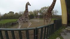 V ZOO v Ústí museli uspat žirafího samce. Napadal lidi i zvířata