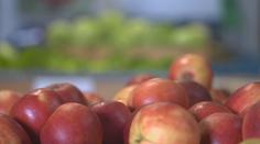 Počasí přeje ovocnářům. Úroda je lepší než vloni, velké zlevňování ale neplánují