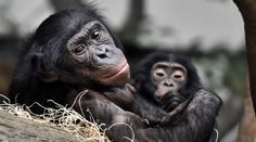 Mládě šimpanze žilo jen chvíli. Ostravská zoo vysvětlila, proč opička zemřela