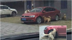 Řidič nakopl psa, ten se vrátil s kamarády a rozkousal mu auto!