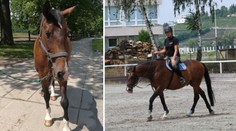 Policisté se loučí se čtyřnohým parťákem. Byl to žrout, vzpomínají