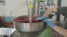 Lesníci chtějí změnit skladbu lesů. Pomoci mají například třešně