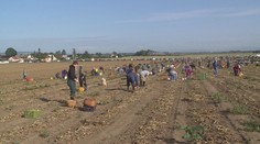 Farmář nabízel zeleninu za pár korun. Fronta byla na hodiny