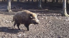 Česko chce zvýšit odstřel divočáků. Myslivci si přijdou na pěkné peníze