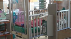 Pes ukousl holčičce ucho, útočil i na krk! Děda ho rovnou utratil