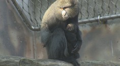 V zoo ve Dvoře Králové mají prvního kočkodana narozeného mimo Afriku