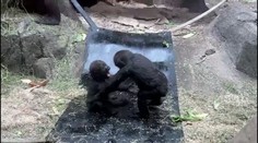 Zoo v Calgary smutní. Po chybě ošetřovatele tam zemřela jedna z goril