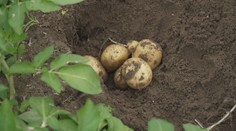 Polí na pěstování brambor přibylo. Přesto je dovážíme z Německa nebo Francie