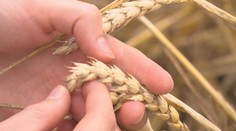 Panika kvůli obilí z Ukrajiny je zbytečná, tvrdí Nekula. Zpřísnil kontroly
