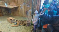 Štědrý den v zoo: Zvířata dostala speciální vánoční pochoutky