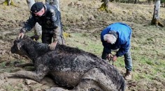 Krasličtí strážníci pomohli zachránit život krávě. S farmářem ji tahali z bahna