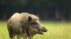 Na Pelhřimovsku útočí agresivní divočák. Zranil už tři lidi!