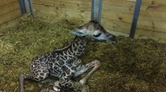 "Animal boom" v pražské zoo: Ke slůněti přibylo mládě žirafy